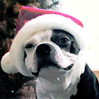 Dog House Christmas Party!